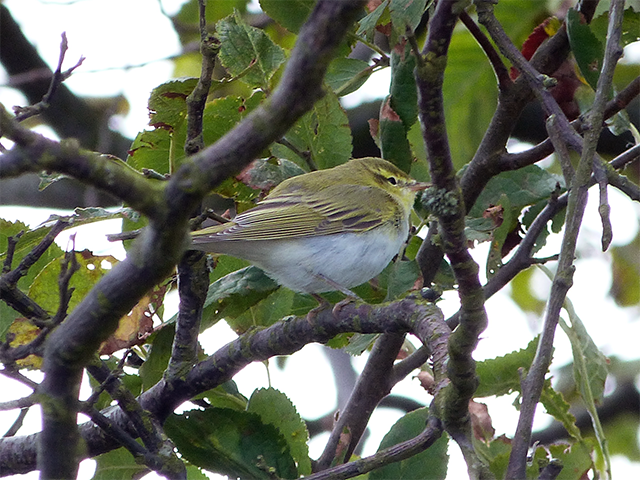 Wood Warbler by Michael Werndly